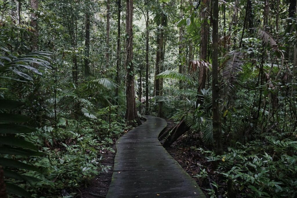 Indonesian rainforest, illustrative habitat, not a slow loris