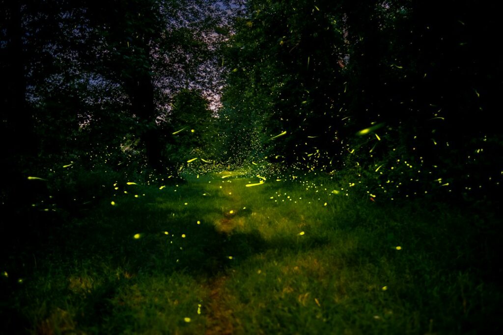 Illustrative fireflies in a forest; not the rediscovered Delaware specimens.