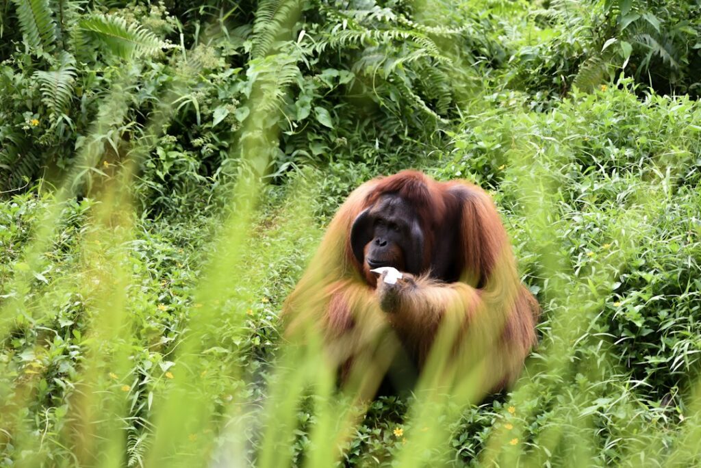 Adult orangutan in Borneo; not one of the five infant orangutans rescued in India