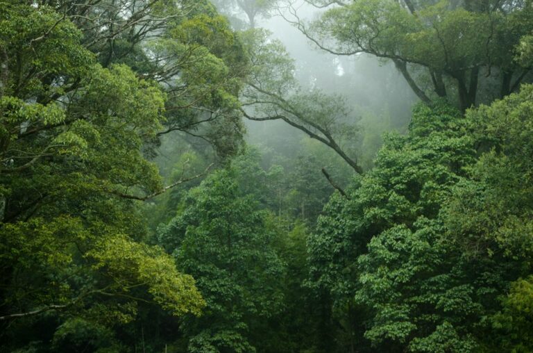 Illustrative mountain forest, not a verified location from Netflix Feral