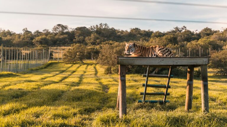 Illustrative tiger photograph, not the young cub that escaped from Mykolaiv Zoo