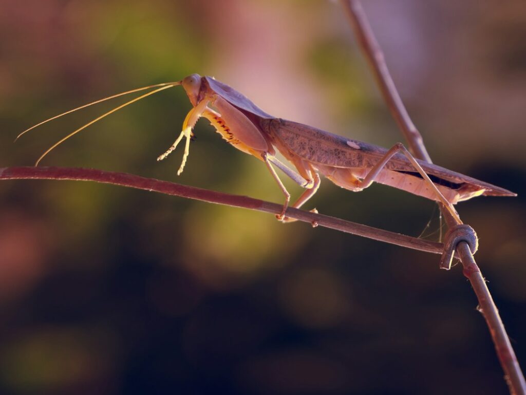 Praying mantis on branch; an adult mantis, not an egg case or Christmas tree incident