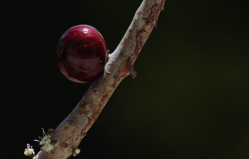 Jabuticaba fruit growing directly on woody branch; Boaventuravinicius, CC BY-SA 4.0