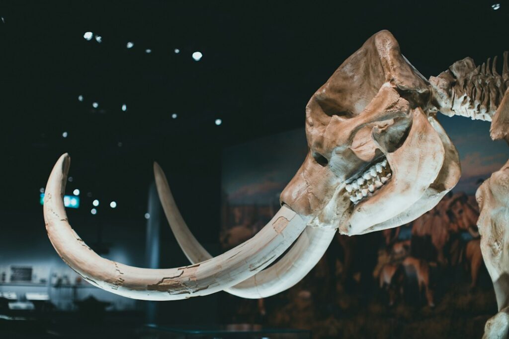 Illustrative museum skull display, not the Pacific mastodon tooth discovered in California.